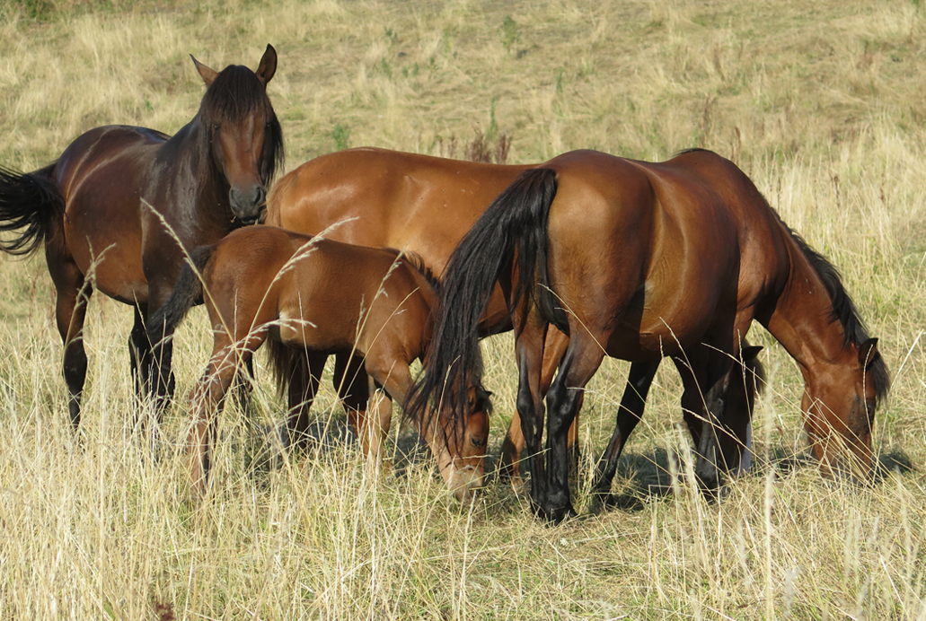 Horses photograph. Brown horses grazing in rural environment.