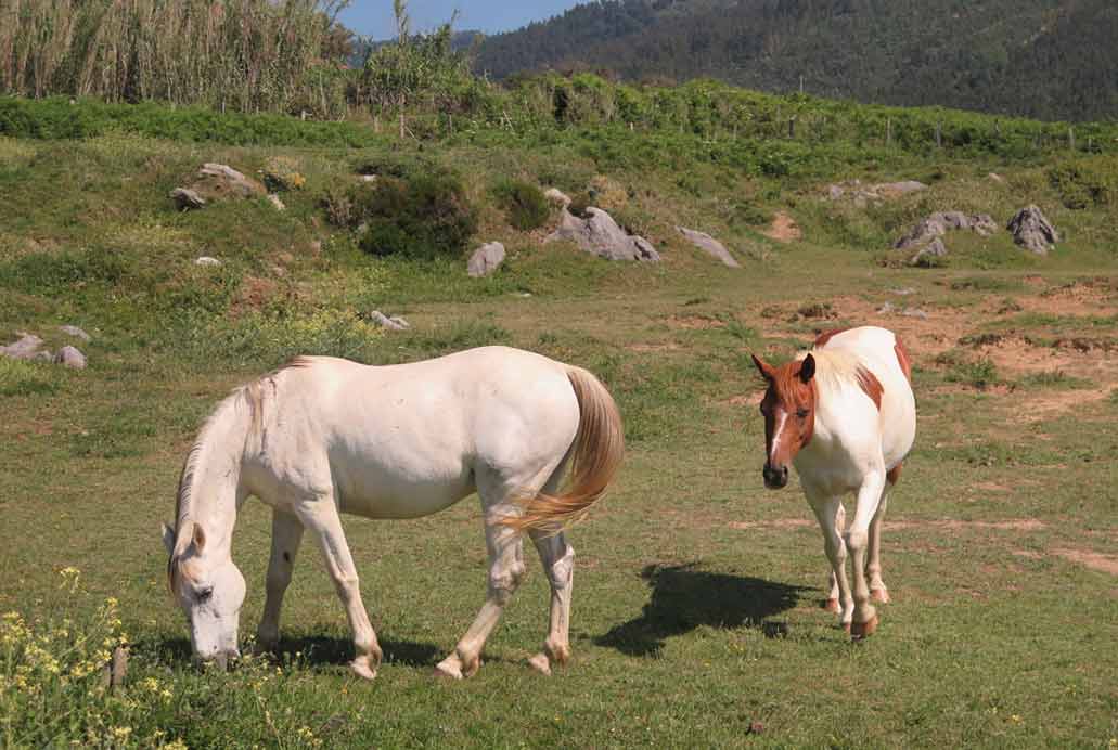 Fotografía de caballo blanco y con manchas marrones pastando en prado en entorno rural.