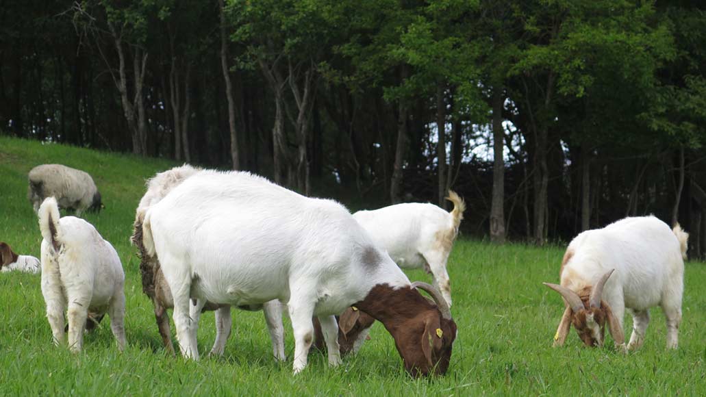 Cabras blancas pastando en entorno rural natural.