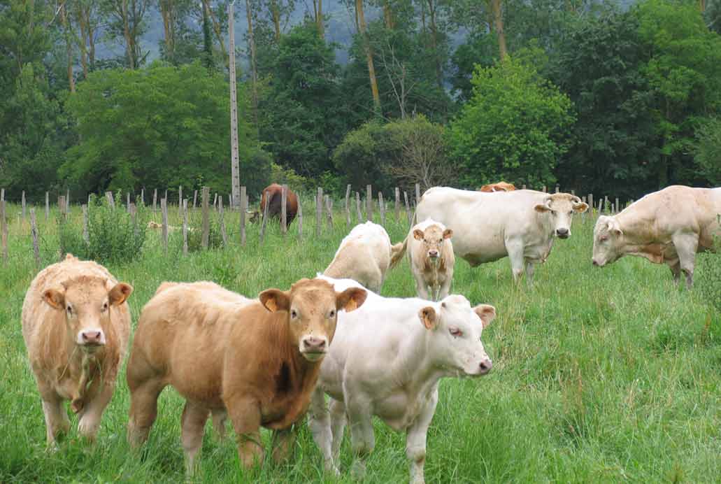 Fotografía de vacas y becerros pastando en entorno rural natural.